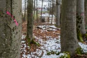Die zu fällenden Bäume sind schon mit Farbe markiert. (Bild: Boris Bürgisser (Luzern, 20. März 2018))