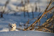 Der Hermelin, hier im weissen Winterfell, ist eine in der Schweiz ansässige Wieselart und 2018 das Tier des Jahres. (Bild: PD / Pro Natura)