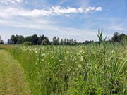 Die Naturschutzzone im Nuoler Ried soll vergrössert werden. (Bild: zvg)