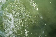 Im Wasser des Vierwaldstättersees soll ein Schwimmer verschwunden sein. (Symbolbild / Neue LZ / Dominik Wunderli)