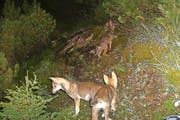 Jungwölfe tappen im bündnerisch-sankt-gallischen Grenzgebiet am Calanda in eine Fotofalle. Die Aufnahme stammt vom letzten Jahr. (Bild Amt für Jagd und Fischerei Graubünden)