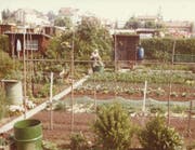 Auch in früheren Zeiten nutzten die Mitglieder des Familiengärtnervereins die Beete und Gartenhäuschen auf dem Areal Emmenfeld. (Bild: PD)