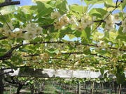So sollte es sein: Kiwi-Kultur während der Blust. (Bild: wikipedia.org / A.j.Morris)
