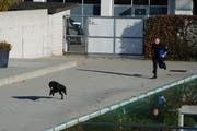 Lennox zeigt vollen Einsatz an der Polizeihundeprüfung. (Bild: Zuger Polizei)