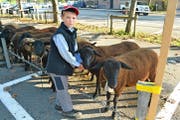 Benjamin Odermatt aus Kägiswil – der wohl jüngste Aussteller – ist stolz darauf, dass sein Schaf Glöggli im 1. Rang einer Abteilung steht. (Bild: Paul Küchler)