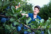 Nebst der Tier-pflege übernimmt Lehrling André Müller auf dem Friesenhof in Cham auch Arbeiten auf dem Feld. (Bild Maria Schmid)