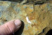 Überlebt nur im Dunkeln: der «Dendrocoelum nekoum». (Bild: Martin Trüssel)
