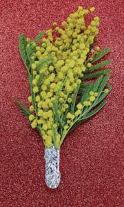 Die Frauen werden am internationalen Tag der Frau mit gelben Mimosen beschenkt. (Bild: PD)