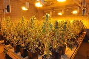 Die Indoor-Hanfanlage war professionell ausgestattet. (Bild: Zuger Polizei)