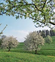 Hochstammobstbäume auf der Horwer Halbinsel. (Bild: Boris Bürgisser (11. April 2017))