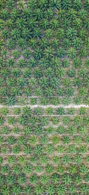 Abgeholzte Regenwälder, vertrocknete Böden, Monokultur: Ölpalmen werden für viele Umweltprobleme verantwortlich gemacht. (Bild: Getty)