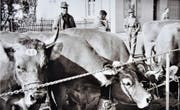 Viehschau der Braunviehzuchtgenossenschaft Eschenbach im Jahr 1964. (Bild: PD)