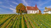 Die tolle Witterung, die gute Qualität und die besten Bedingungen bei der Lese bleiben im Weinjahr 2017 in positiver Erinnerung. (Bild: PD (Sursee, 29. September 2017))