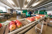 Werden künftig vermehrt im Ausland eingekauft: Äpfel der Firma Fenaco in Sursee. (Bild: Roger Grütter (6. Oktober 2017, Sursee))