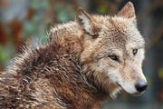 In Uri hat die Regierung einen Wolf zum Abschuss freigegeben. (Symbolbild Keystone)