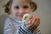 Die Küken-Ausstellung im Natur-Museum ist bei Kindern sehr beliebt. (Bild: Pius Amrein (Luzern, 28. März 2013))
