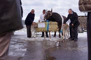 Der Siegermuni des ESAF 2019, Kolin, mit seinem Nachwuchs, einem Jungmuni und einem Kuhkalb. Ebenfalls im Bild (von links): Karl Rust von der Landis Bau AG, Kolins Betreuer, und Fridolin Jeggli von der Jego AG. (Bild: Livio Brandenberg (Unterägeri, 27. November 2017))