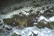 Am 24. April 2016 wurde ein Wolf im Gebiet Wissig (Seelisberg) von einer Fotofalle erfasst. (Bild: Amt für Forst und Jagd, Jagdverwaltung Uri)