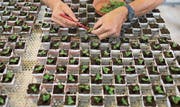 Pflanzenzucht im Syngenta-Forschungscenter in Stein AG. (Bild: Gaetan Bally/Keystone (10. Juni 2014))