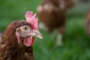Ein Huhn im Kanton Luzern (Symbolbild). (Bild: Boris Bürgisser (Greppen, 12. April 2017))