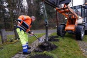 Derr Waldfriedhof Ehret der Pfarrei Maihölzli Hünenberg wird geräumt.Im Bild Hanspeter Huber mit einem Grabschmuck der weggeräumt wird. 16. März 2018 Werner Schelbert (Zuger Zeitung) (Bild: Werner Schelbert (Zuger Zeitung) (Zuger Zeitung))
