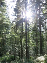 Vielseitiger Zuger Wald auf dem Gottschalkenberg. (Bild: PD)
