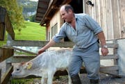 Hat via TV die Frau fürs Leben gefunden: Bauer Konrad Niederberger aus dem Kanton Nidwalden. (Bild Luca Wolf/Neue NZ)