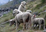 Die extra für die Schutzarbeit gezüchteten Hunde werden von den Schafen geduldet. (Bild Agridea)