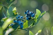 Sind die Beeren so blau wie diese, sind sie reif für den Verzehr. (Bild: Pius Amrein / Neue LZ)