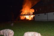 Insgesamt 300 Schweine konnten gerettet werden, rund zehn Schweine verendeten in den Flammen. (Bild: Luzerner Polizei)