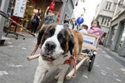 Zieht einen Wagen voller Kinder durch die Luzerner Altstadt: Hündin Aveline auf Ausfahrt in der Kapellgasse. (Bild Pius Amrein)