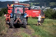Oben: Bauer Markus Schmid sortiert mit Helferin Cornelia Banz die Kartoffeln. Unten: Der Landwirt füllt die Kartoffeln auf seinem Hof in Kottwil in grosse Holzkisten und gibt Anweisungen. (Bilder Nadia Schärli)