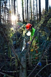 Rony Betschart vom Stadtforstamt gestern bei der Arbeit im Gütschwald. Im Bireggwald wurden die Holzerarbeiten vor kurzem beendet. (Bild Nadia Schärli)