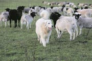 Ein Pyrenäenberghund bewacht eine Herde Schafe. (Bild: Imago)