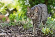 Katze verursachte hohen Blechschaden, als sie die Strasse überquerte (Symbolbild) (Bild: Franziska Gabbert/dpa)
