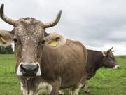 Soll das Recht auf Hörner in die Verfassung? Der Ständerat ist dagegen und lehnt die Hornkuh-Initiative ab. (Themenbild) (Bild: Keystone/DOMINIC STEINMANN)