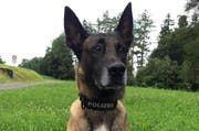 Er unterstützte die Polizei und nahm die Fährte der Einbrecher auf: Diensthund «Loxley». (Bild: Zuger Polizei)