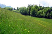 Hier im Gebiet Hinterflue bei Kerns ist die Deponie geplant. (Bild: Christoph Riebli)