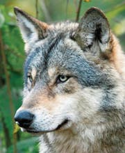 Der europäische Grauwolf ist ein heimliches Tier. In freier Wildbahn sind Begegnungen, trotz medialem Hype, äusserst selten. (Bilder (3): Stefan Borkert)