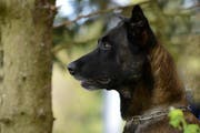 Verrichtete mit einem Biss in den Oberschenkel ganze Arbeit: Polizeihund Pango. (Bild: Zuger Polizei / Manfred Suter)