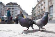 Tauben in der Stadt Luzern: Sie hinterlassen viel Dreck. (Bild Corinne Glanzmann)