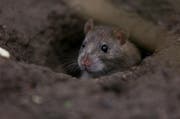Sie sind in der Stadt nicht erwünscht. Aber als Abfallvertilger sind Ratten trotzdem ganz nützlich. (Bild: Archiv Neue LZ)