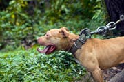 American Pit Bull – in einigen Kantonen ein sogenannter Rassenlistenhund. (Bild: Keystone)
