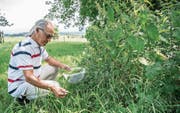 Die Kräuter in seinem Garten brachten Felix von Däniken die Genesung und neue Lebenslust. (Bild: Nadia Schärli (Hildisrieden, 13. Juli 2017))