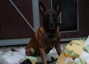 Der Zuger Polizeihund Qliff de la Court d'Agibert. (Bild pd)