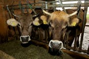 Ohne Zusatzvedienst geht es auf 80 Prozent der Bauernhöfe im Kanton Obwalden nicht. (Bild: Christian Herbert Hiltebrand / Neue ZZ)