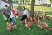 Ihre Hühner kann man leasen: Stephan und Andrea Stocker mit Tochter Alina. (Bild: Boris Bürgisser (Greppen, 12. April 2017))