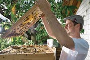 Ist mit der Ernte zufrieden: Lukas Erni vom Verband Luzerner Imkervereine bei seinen Bienen in Ruswil. (Bild: Eveline Beerkircher (30. Juni 2017))