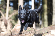 Der Polizeihund «Wallace» konnte am Freitagabend einen flüchtenden Einbrecher schnappen. (Bild: Zuger Polizei)