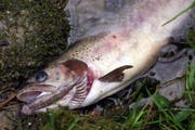 Ein bei einem Gülleunfall verendeter Fisch. (Bild: Archiv Neue LZ)